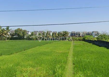 Tanah View Sawah Di Kedungu Tabanan Bali, Shm, Dekat Ciputra 1