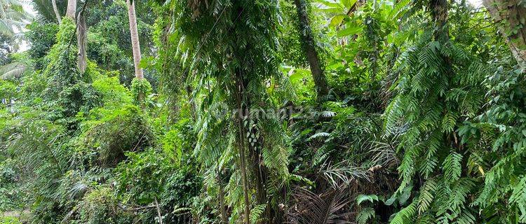 tanah kawasan villa mewah di Ubud, kontur datar, akses jalan 4 meter 1