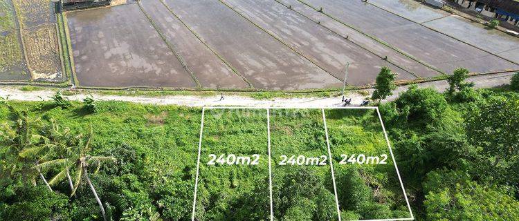 Tanah View Sawah & Los Sungai Di Kedungu Bali, Shm, Bisa 240m2 1