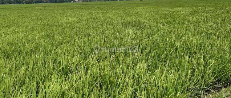 4 Bidang Sawah Di Ciparay Bandung Tanah 4827 Shm M²  1