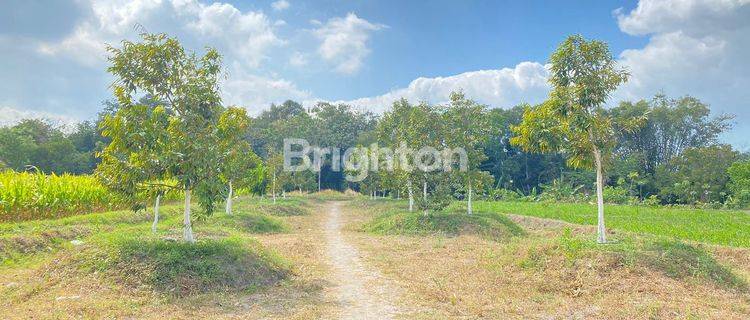 Tanah Dengan Isi Kebun Durian di Pinggir Jalan Utama 1