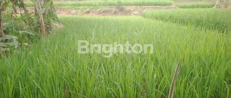 SAWAH PRODUKTIF DENGAN IRIGASI TERBAIK 1