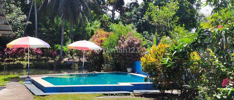 Rumah Tanah Besar Di Sagrat Dengan Kolam Renang 1