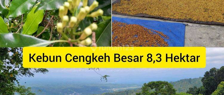 Jarang Ada, Kebun Cengkeh Besar Di Munte Tumpaanaktif Panen, Murah Dan Menghasilkan Pasif Income Pasti. 1