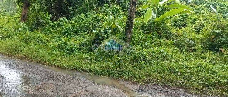 Jual Tanah 2.1ha Shm Cocok Untuk Kandang Di Cileles Lebak Banten 1