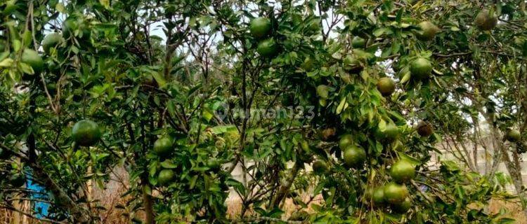 JUAL KEBUN JERUK TANAH 19400M SHM PESAWARAN BANDAR LAMPUNG 1