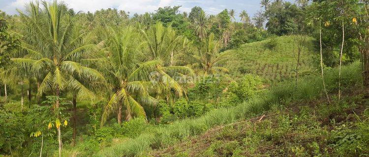 Tanah 50~75 Hektar Di Likupang Cocok Buat Perkebunan 1