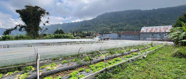 Tanah View Danau Buyan Bukit Sudah Aspek Lok Pancesari Bedugul Tanah di Jln wisata danau buyan, Pancasari SHM - Sertifikat Hak Milik 2000 Are 1