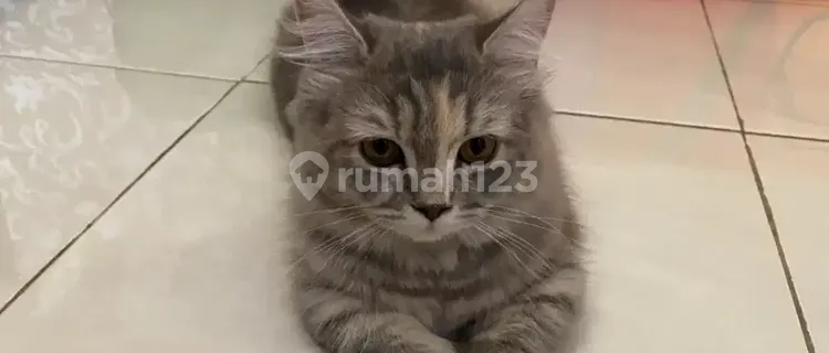 Pet-Friendly Boarding House | Cipinang | Rawamangun | Pulo Gadung 1