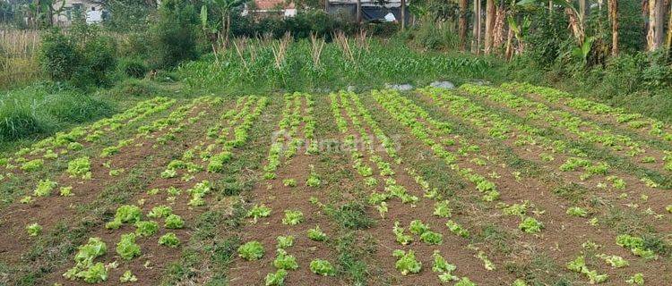 Di Jual Cepat Tanah Di Lembang Dekat Floating Market 1