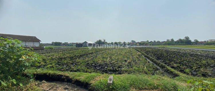 Tanah Zona Merah Di Tasikmadu 1