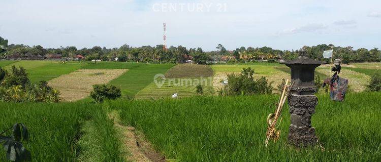 Tanah Lapang Di Desa Tangguntiti Tabanan S8135 1