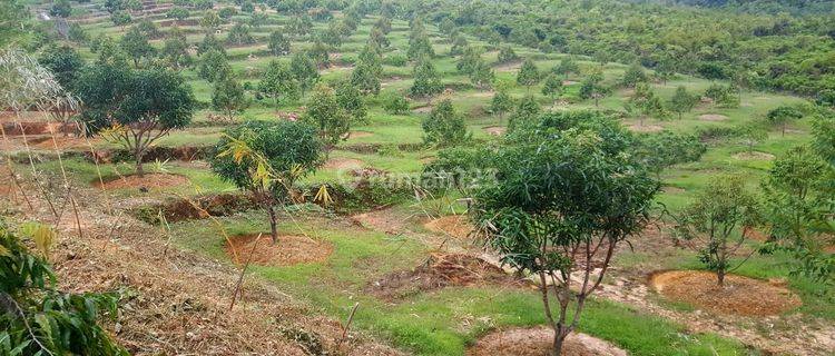 Tanah Kebun Durian Seluas 1 Hektar Di Medan Sibolga Beserta Villa 1