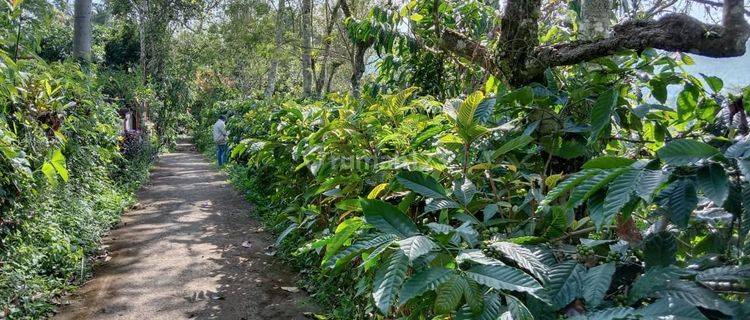 Perkebunan Kopi Produktif Di Tabanan 1