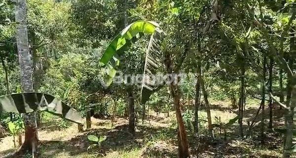 Jual Tanah Kebun, Luas , Bonus Aneka Pohon Durian, Kelapa , Jati , Rambutan , Jeruk, Salak , Pisang Dll 1