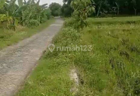 Jual Tanah Pertanian Strategis di Desa Nguken,Padangan,Bojonegoro 1