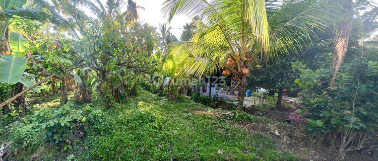 Land For Lease, Disewakan Tanah Tabanan, Bali 1