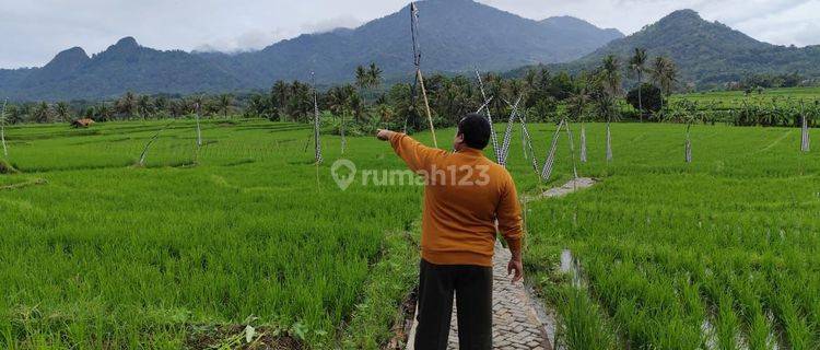 Jual Kavling Sawah Legalitas Shm Di Cariu Bogor Timur  1