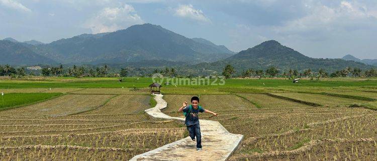 Tanah Kavling Sawah SHM - Cariu Bogor Timur Tanah SHM 1