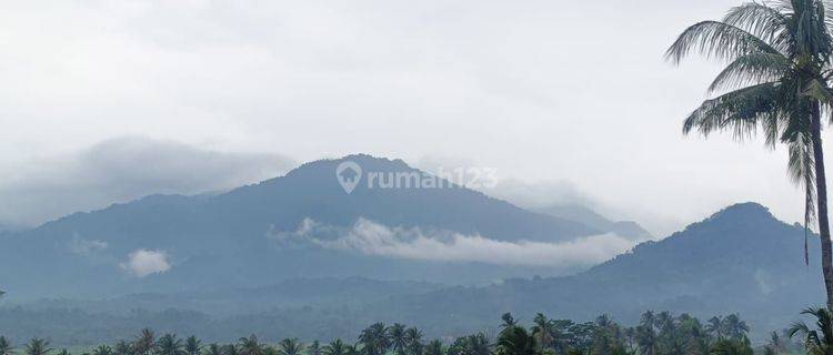 Di Jual Tanah Murah Di Jalan Raya Provinsi Tanah 1