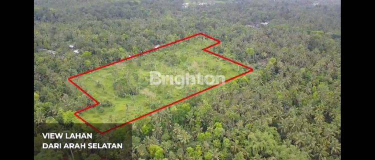 Kebun di Banyuwangi 1