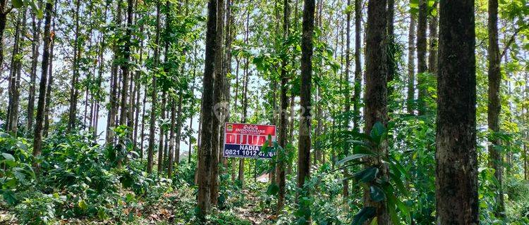 DIJUAL CEPAT Tanah Kebun Jati Di Pusat Kota bogor 1