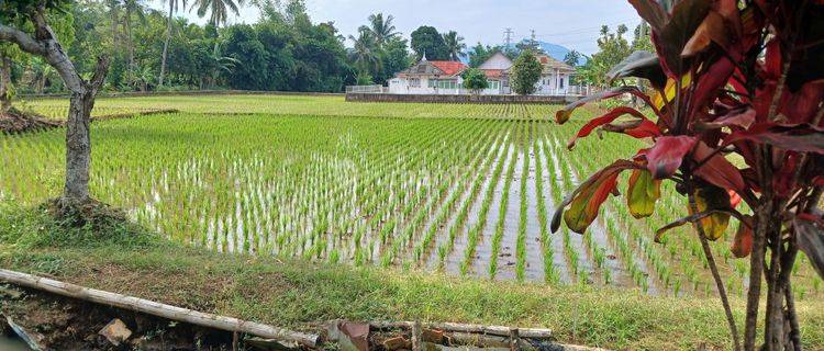 Dijual Sawah di Desa Nagrak Tanpa Perantara  1