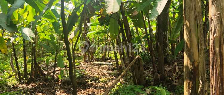 Tanah 5600 m2 Tamansari, Bogor Lokasi di Strategis di Pinggir Jalan Raya 1