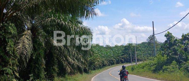 Tanah / Lahan Kebun Sawit Kilo 16 Loa Janan 1