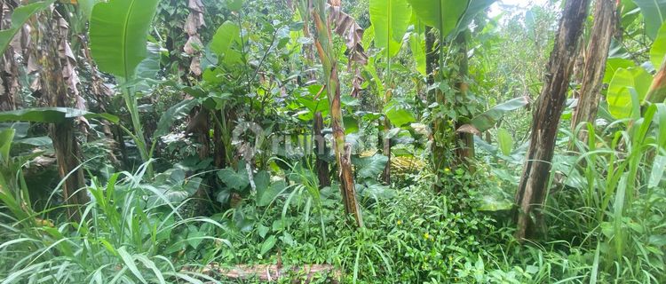 Dijual Tanah Berlokasi Di Payangan, Gianyar 1
