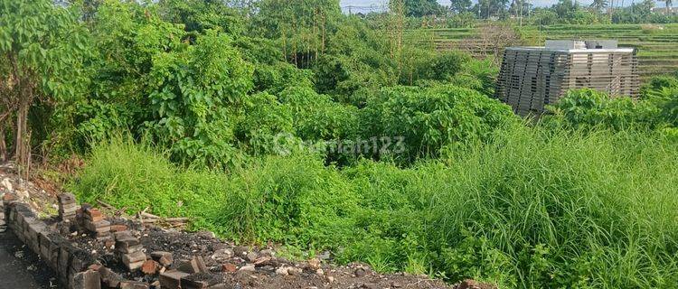 Tanah Disewakan Bali - Lokasi Buduk Mengwi 1