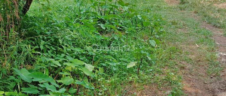 Tanah 381m Dekat Stasiun Strategis di Tenjo Bogor 1