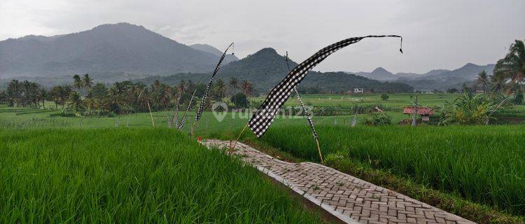 Di Jual Cepat Sawah Produktif Siap Panen Dekat Bekasi 1