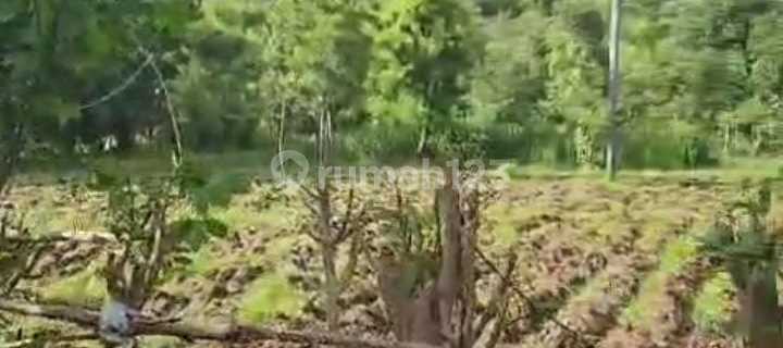 Dijual Tanah Di Pemuteran Singaraja– Gunung Beratan (jalan Tembus Ke Pantai) 1