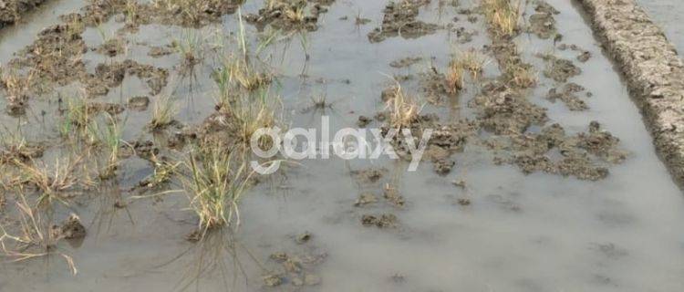 Tanah sawah siap pakai harga terjangkau di Wonoayu 1