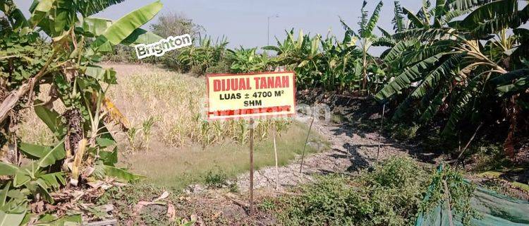 TANAH LAMONGAN 1