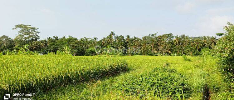 Pasti Closing Di Jual Tanah Lokasi Pejeng Kangin Ubud Gianyar 1