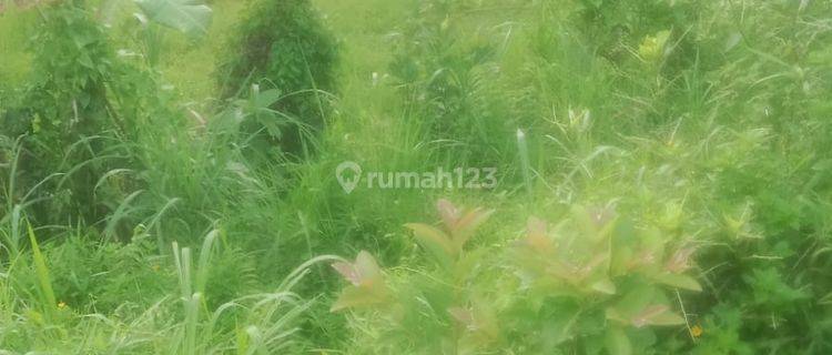 Pasti Closing Di Sewakan Tanah View Sawah Lokasi Pejeng Kangin Ubud Gianyar 1