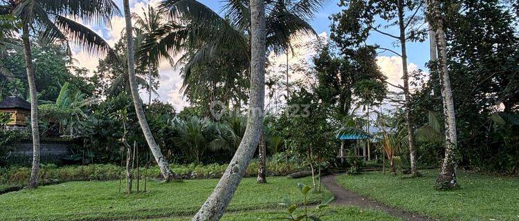 Pasti Closing Di Sewakan Tanah View Hutan Lokasi Pejeng Ubud Gianyar 1