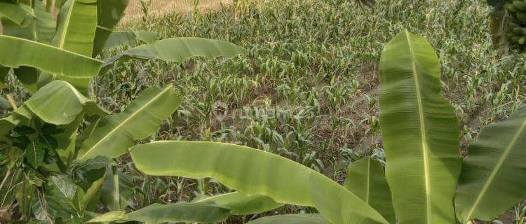 Pastu Closunh Di Sewakan Tanah View Sawah Lokasi Dalung Badung 1