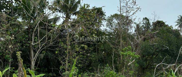 Pasyi Closing Di Sewakan Tanah Loss Sungai View Sawah Singapadu Kaler Sukawati Gianyar 1