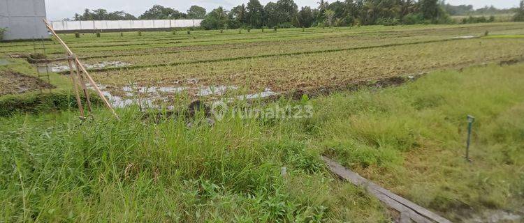 Pasti Cloainh Di Jual Tanah Lokasi Kaba Kaba Kediri Tabanan 1