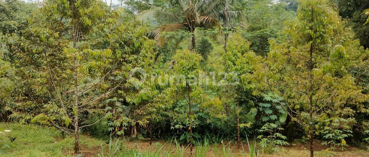 Jual Tanah Kebun Durian SHM dekat Wisata Baturaden Purwokerto 1