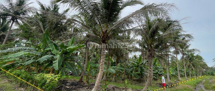 Tanah Dekat Pelabuhan Bakauheni, jalan lintas timur dan Pantai 1