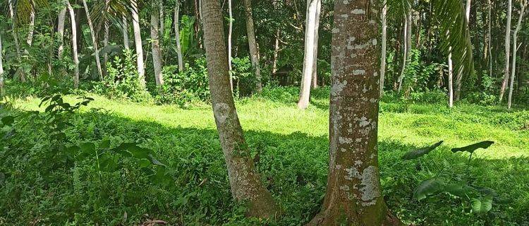 Cheap Land For Sale Near Ubud Only 15 Minutes From Central Ubud 1