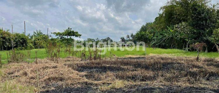 Tanah sewa 5 ara Desa Celuk Sukawati 1