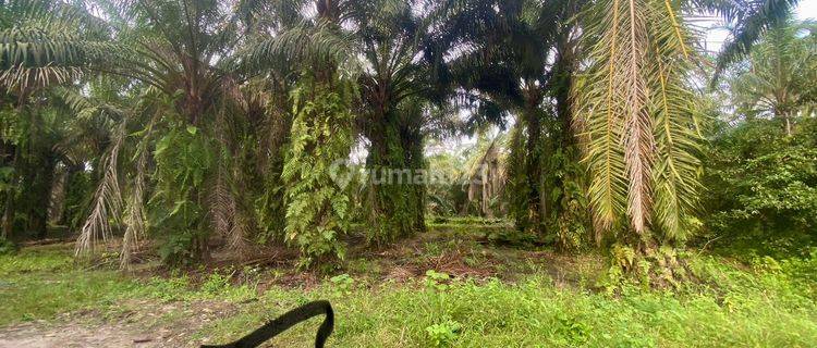 Dijual Lahan Murah Kisaran Asahan Lokasi Strategis  1