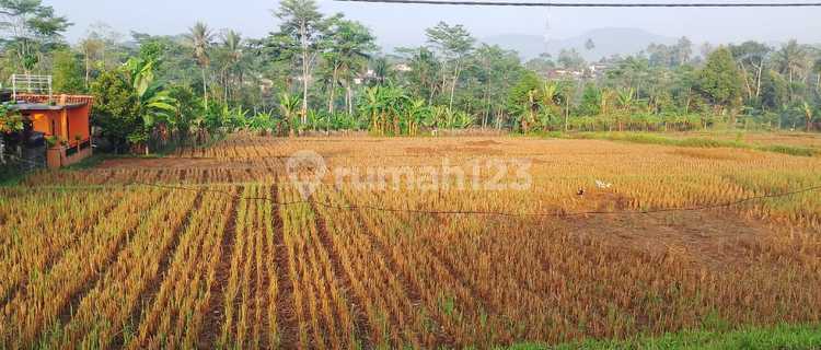 Dijual Cepat Sawah Pinggir Jalan Dengan Luas 3700 Meter Persegi 1