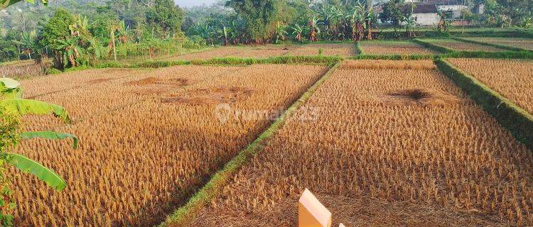 Dijual Cepat Sawah Pinggir Jalan Dengan Luas 3700 Meter Persegi Surat Masih Ajb Strategis Pinggir Jalan 1