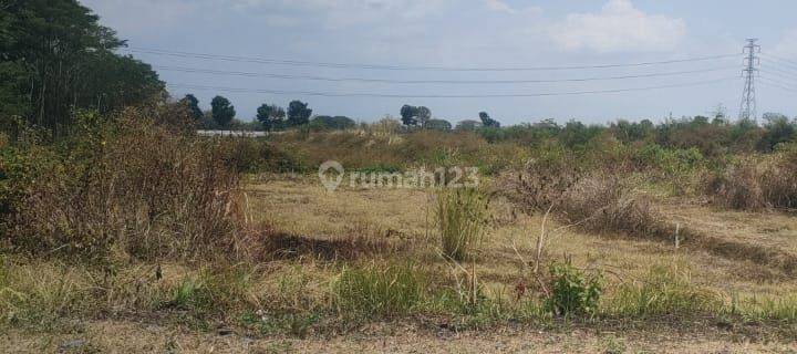 Sawah Dekat Jalan Tol Jogja-Solo  1